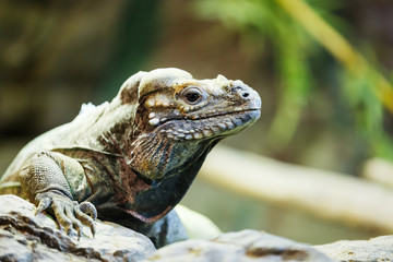 leguan reptile sitting on a rock