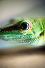 Fototapeta premium Close up green lizard eye