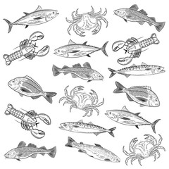 Set of painted popular sea fish and crab,lobster. Salmon, tuna, cod, mackerel, dorado,lobster, crab. Sketch of drawing on white background, vector illustration - obrazy, fototapety, plakaty