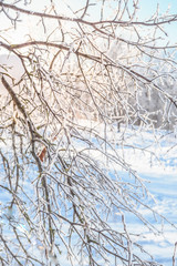 Winter frosty background with branches and falling snow.
