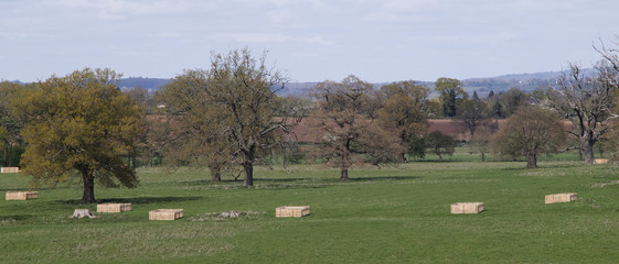 Fototapeta premium gardens estate and grounds hanbury hall worcestershire england uk