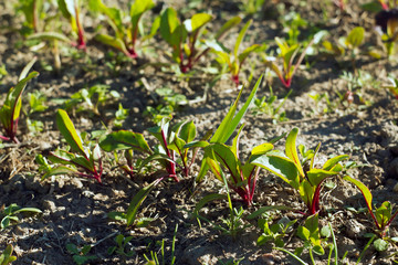 Young beetroot plants on a bed