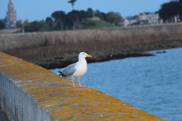 Möwe auf der Mauer