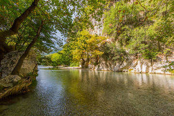 trees and vegetation at Acheron river in Greece