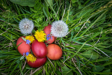 Red easter eggs on the grass with flowers and blowballs, naturally colored easter eggs with onion husks. Happy Easter, Christian religious holiday.