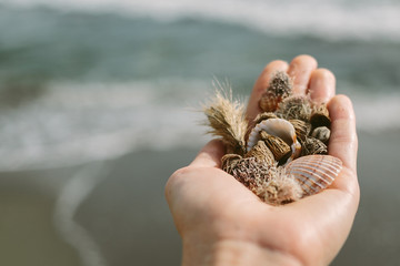 seashells in hand