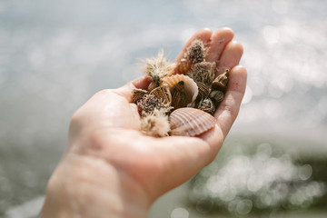 seashells in hand