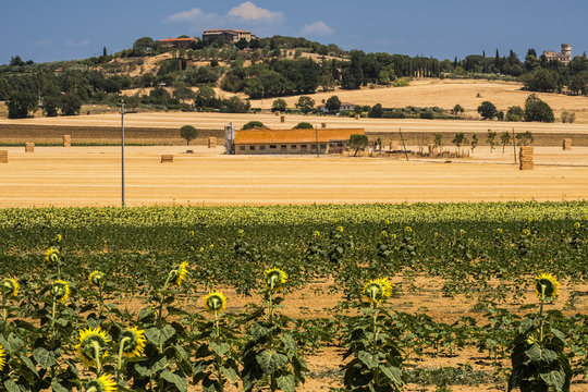 Summer landscape near Perugia