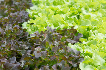 Hydroponics vegetable farm. Fresh hydroponics vegetable farm, Salads vegetable hydroponics farm.