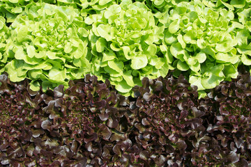 Hydroponics vegetable farm. Fresh hydroponics vegetable farm, Salads vegetable hydroponics farm.