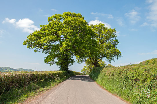 Summertime landscape in the English countryside.