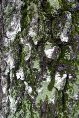 Texture of birch bark with moss and lichen