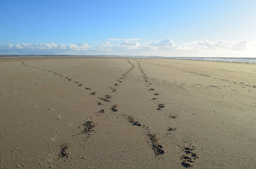 Passage de chevaux sur la plage de Lingreville (La Manche - France)