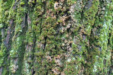 Brown and green moss and lichen on tree bark