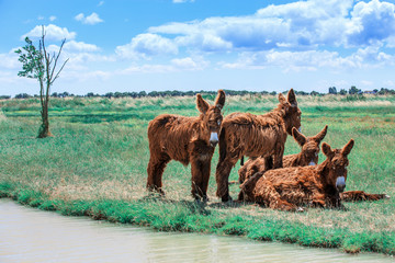 Shaggy Poitou donkeys in a green pasture by a stream.