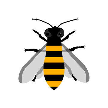 Large flat flying bee. Image