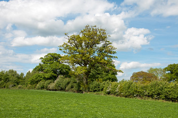 Fototapeta na wymiar Summertime landscape in the English countryside.