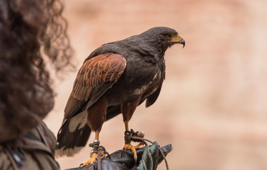Trained red winged buzzard