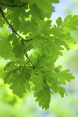 Fototapeta na wymiar Young Green Oak Leaves