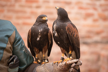 Trained red winged buzzard