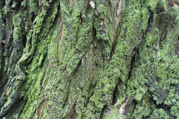 Bark of black locust tree with lichen and moss