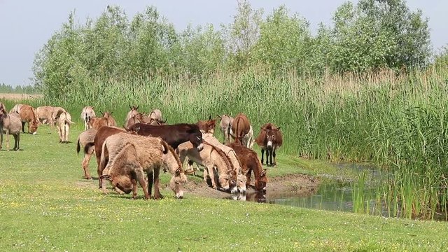 The herd of donkeys drinks water on the pond