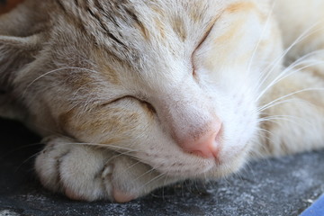 Naklejka na ściany i meble Close up cute three color cat lying on the ground