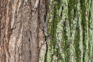Bark of tree with and without moss and lichen