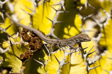 lizard Gallotia galloti