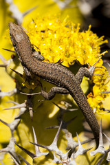 lizard Gallotia galloti