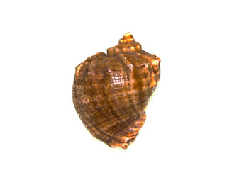 shell isolated on white background