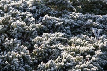 Frozen creeping juniper leaves in winter.