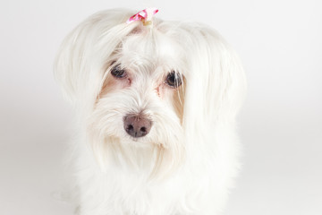Maltese  Bianco
