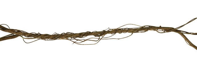 Twisted wild liana jungle vine isolated on white background, clipping path included - obrazy, fototapety, plakaty