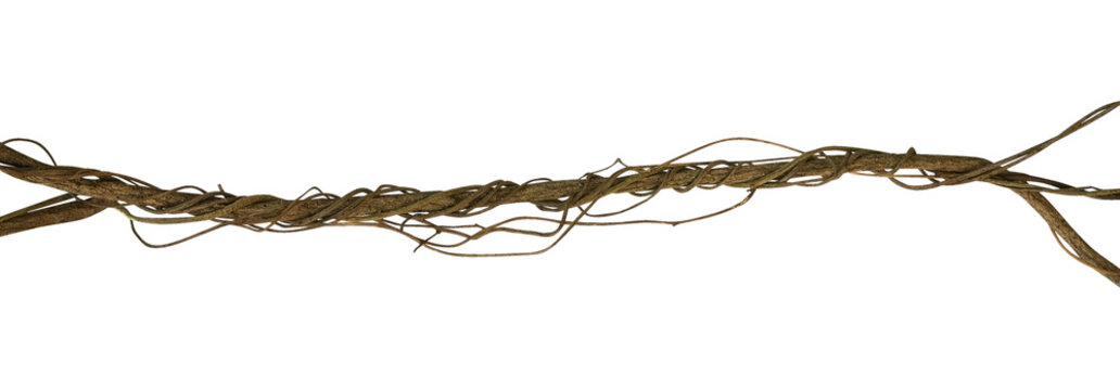 Twisted wild liana jungle vine isolated on white background, clipping path included