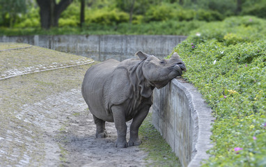Fototapeta premium nashorn