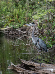 Great blue heron stands on a fallen tree