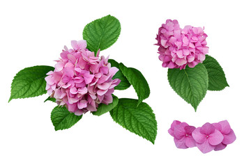 Fototapeta na wymiar Pink hydrangea flowers with green leaves. Isolated, white background.