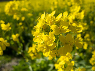 菜の花