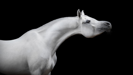 White arabian horse on black background isolated