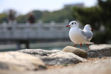 公園とユリカモメ