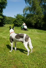 Hund sieht Mann beim Rasenm&auml;hen zu
