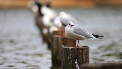 公園とユリカモメ