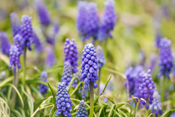 Purple spring flower