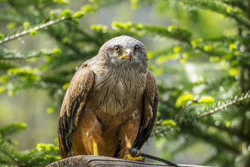 Predator Red Kite