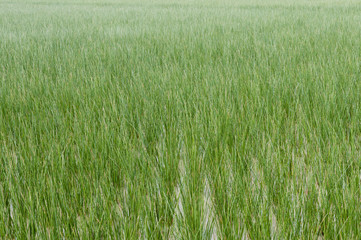 ビーグ（イ草）畑