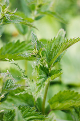 Dandelion seeds on stinging nettles