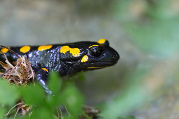 side view portrait spotted fire salamander (salamandra salamandra)