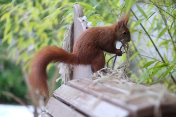 Eichhörnchen (Sciurus vulgaris) sucht sich Polstermaterial