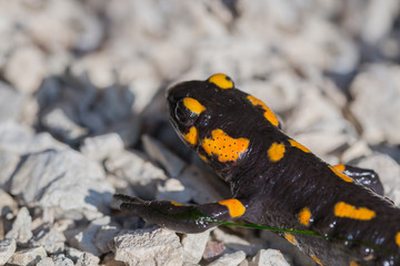 side view natural spotted fire salamander (salamandra salamandra) on stones